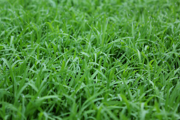spring season abstract natural background of green rice farm close up with water drop . grass with water drops . 