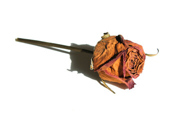 dried red rose flower isolated on white background