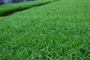 spring season abstract natural background of green rice farm close up with water drop . grass with water drops . 