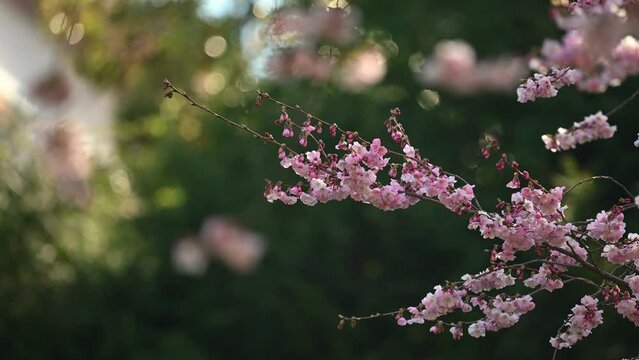 Pink flowers with green backgrounds. Cherry blossoms in spring. Prunus kwanzan plant in sunny day. Real time. 4K.