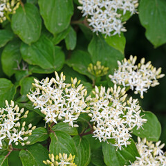 Blühender Roter Hartriegel, Cornus sanguinea
