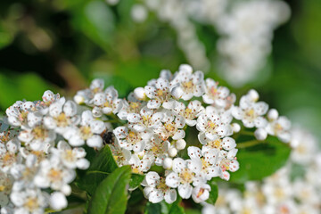 Bl&uuml;hender Feuerdorn, Pyracantha, im Fr&uuml;hling