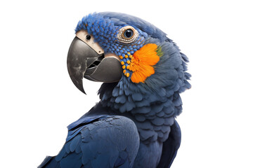 Fototapeta premium a summer-themed macro up-close photographic illustration of a blue indigo and orange macaw parrot head with flowers transparent background in PNG. T-shirt Design. Generative AI