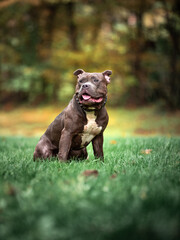 Young American Bully dog posing for a photo in the park 