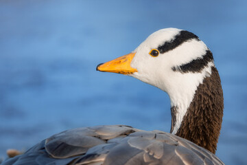 Bar-headed goose looking out onto a lake 