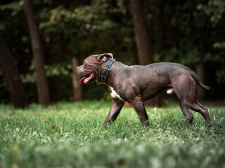 Young American Bully dog running around in the park 