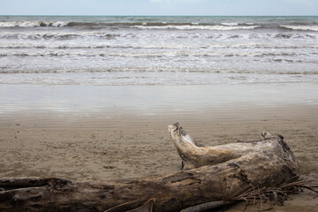 A wooden log along the beach of South China Sea, Sabah, Malaysia