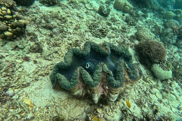 Close up of a giant clam with blue lips in Camiguin, Philippines.