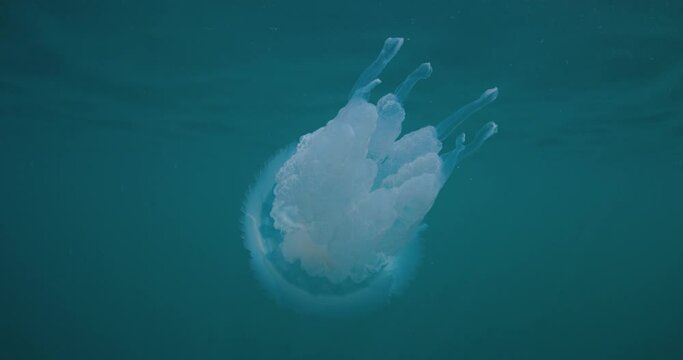 Large jelly fish underwater in blue clear ocean