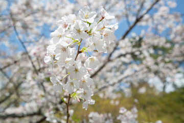 桜、春