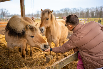 People feeding horses in contact zoo with domestic animals and people in Zelcin, Czech republic.