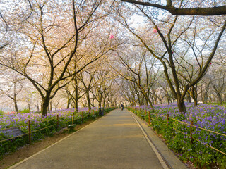 Fototapeta na wymiar Wuhan East Lake Mountain Cherry blossom Garden Spring Scenery