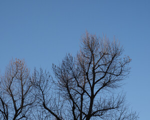 Fototapeta na wymiar winter tree tops