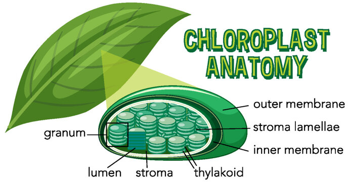 Diagram of Chloroplast Anatomy for Biology and Life Science Education
