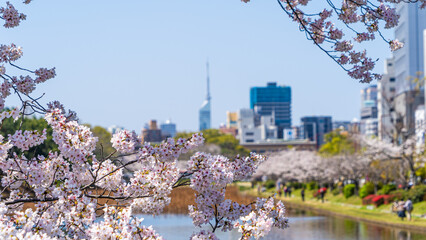 桜と福岡タワー