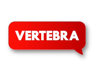 Vertebra - 33 individual, interlocking bones that form the spinal column, text concept background