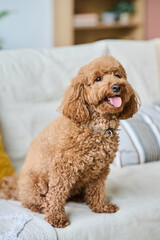 Vertical image of cute little dog sitting on sofa in the living room and waiting for the owner