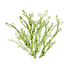 Green sea plant watercolor illustration isolated on white background. Ascophyllum, kelp, herb seaweed hand drawn. Design element for package, label, advertising, wrapping, marine collection © Ekaterina Lanbina