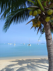 Coconut palm tree and sailboats on the tropical beach. Ocean landscape as background. 