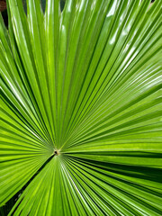 Green palm leaf background texture close-up. top view. nature. 