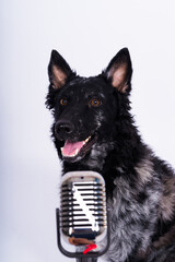 Beatiful mudi dog singing into a microphone in studio ehite background