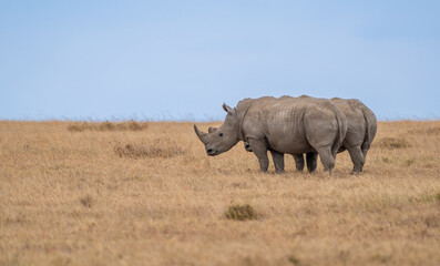 Fototapeta premium White Rhinoceros, Lake Nakuru National Park, Kenya, Ceratotherium simum