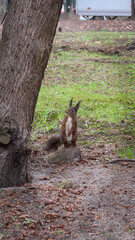 squirrels in the park in good sunny weather