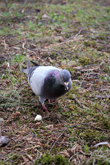 fearless pigeons in the park on a sunny day