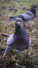 fearless pigeons in the park on a sunny day