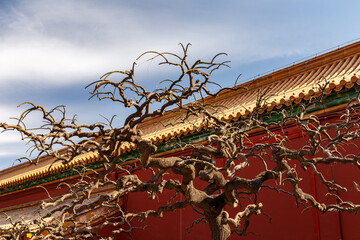 Forbidden City Tree - 586853387