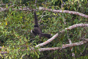 white-handed gibbon