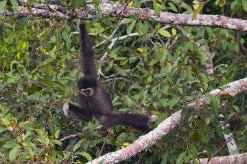 white-handed gibbon