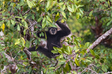 white-handed gibbon