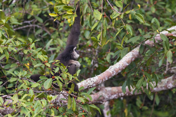 white-handed gibbon