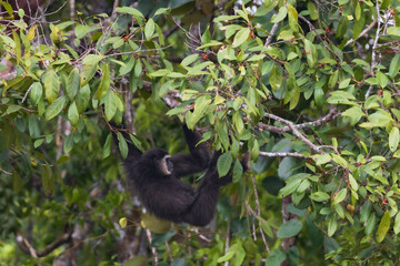 white-handed gibbon