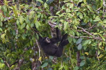Fototapeta premium white-handed gibbon