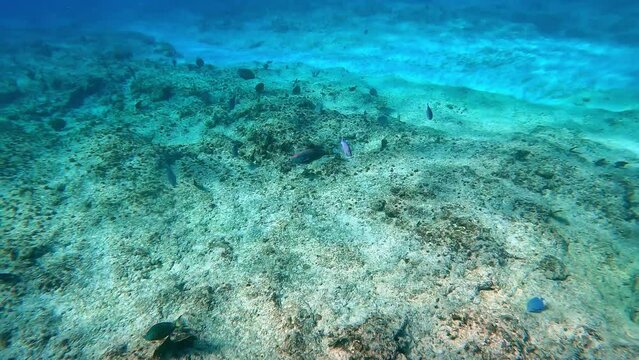 A school of Bermuda Chub swimming near the rock and coral reef