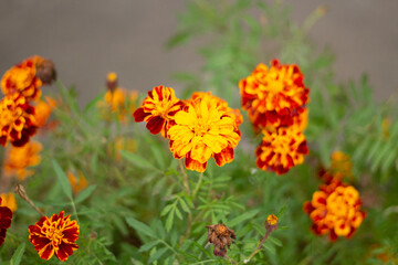 Orange flowers in garden. Plants in park. Small petals.