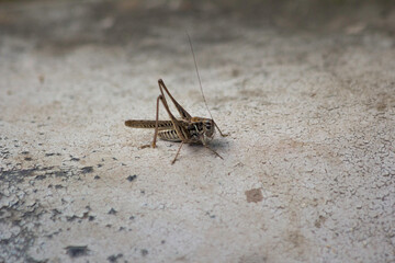 Grasshopper, Locust isolated photo of bug on the ground on sand closeup background image