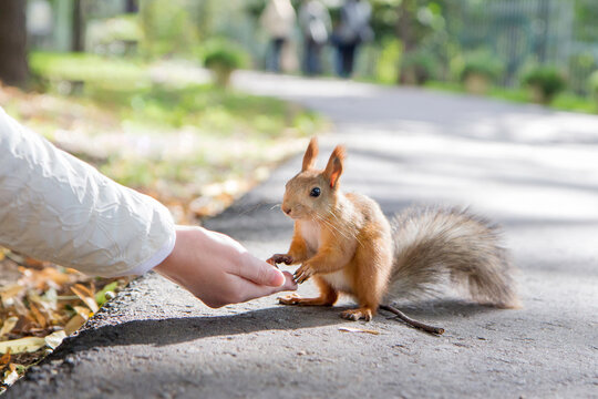 woman feeds funny cute squirrel on the road in the part in the sunny day in summer small pet wildlife wild animal natural light