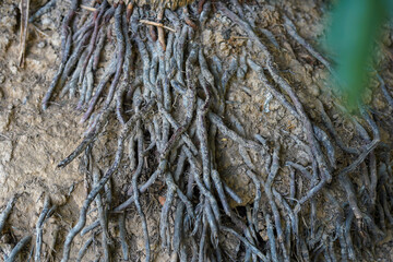 roots of a tree