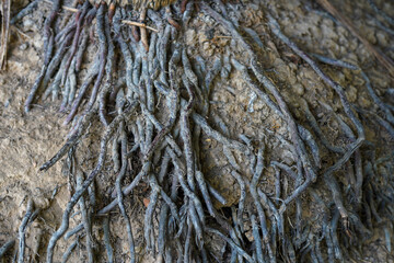 texture of a tree