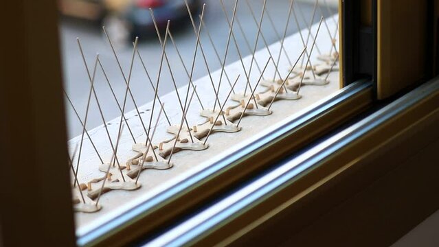 close up of needle on window , France, Cote Dazur, Riviera
