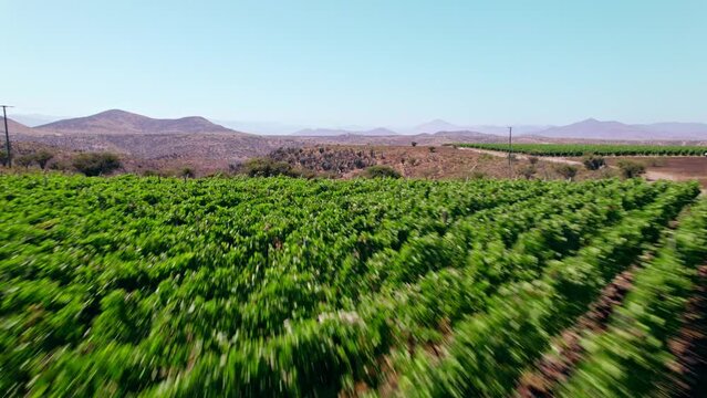 Vineyard in Limari valley with views over the Andes Mountains. Dry desert ranges with vineyards growing at high altitude in the Chilean sun.