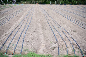 Plant seedlings using a row sprinkler irrigation system. for efficient and water-saving irrigation
