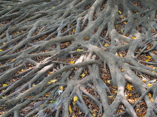 branches of a tree in winter