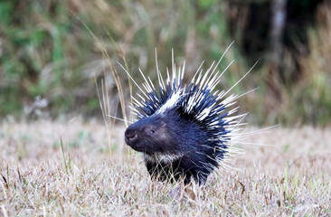 hedgehog in the grass