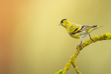 Bird Siskin Carduelis spinus male, small yellow bird, winter time in Poland Europe