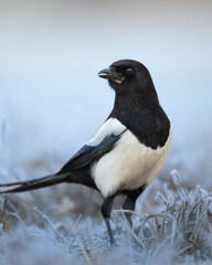 The Eurasian Magpie or Common Magpie or Pica pica on the branch with colorful background, winter time