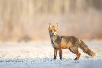 Fox Vulpes vulpes in autumn scenery, Poland Europe, animal walking among winter meadow in snow	
